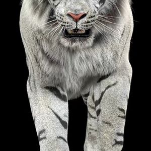 Meet your Posher, Barrera